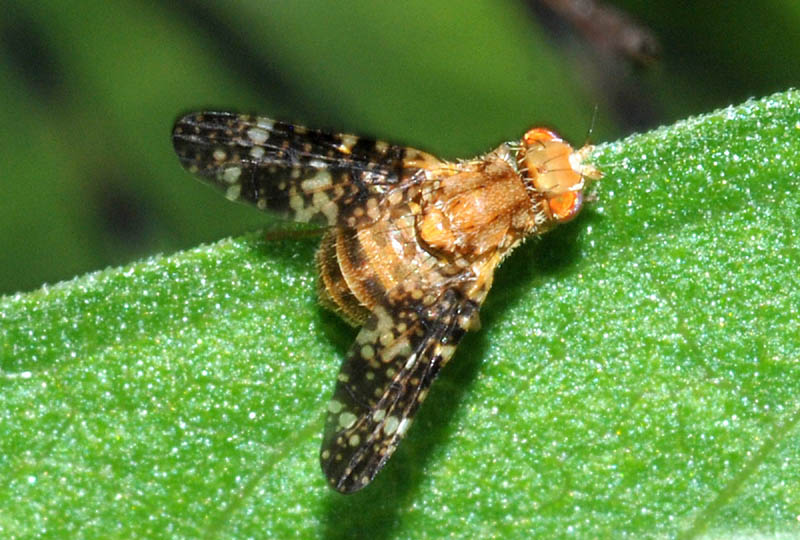 Tephritidae